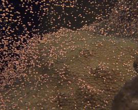 國家地理：大白鯊的長途冒險(xiǎn)旅程