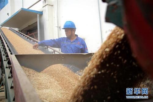 6月17日,在山东省滨州市一处粮食收购点,工作人员查看入库粮食.