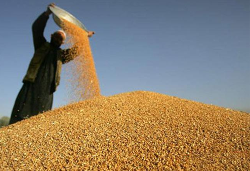 加大粮食收购市场检查力度 严防发生农民"卖粮难"